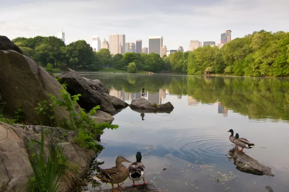 Lake in city park with ducks in foreground and city skyline across the lake in the background.